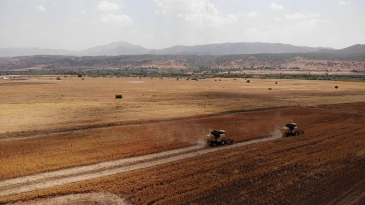 Verimsiz toprağa can veren aspir, alternatif gelir olacak
