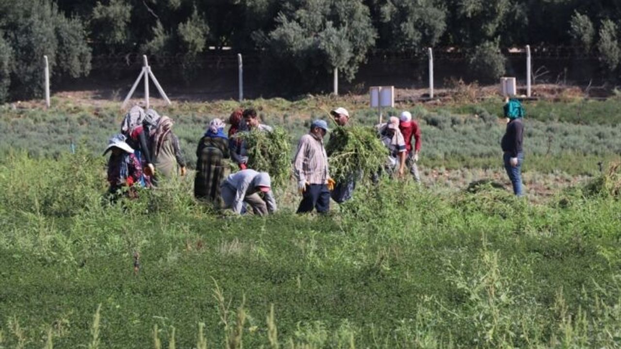 Deneme amaçlı ekilen tıbbi ve aromatik bitkilerin hasadı yapıldı