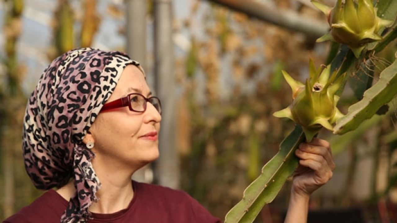 Girişimci kadın tropikal meyve “pitaya“yı serada yetiştiriyor