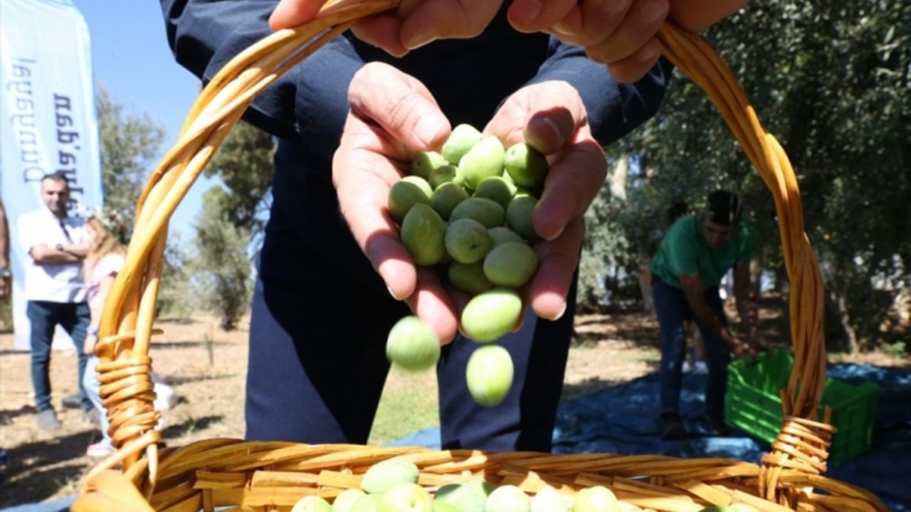 Uluslararası Food Fest Gastronomi Festivali'nde zeytin hasadı yapıldı