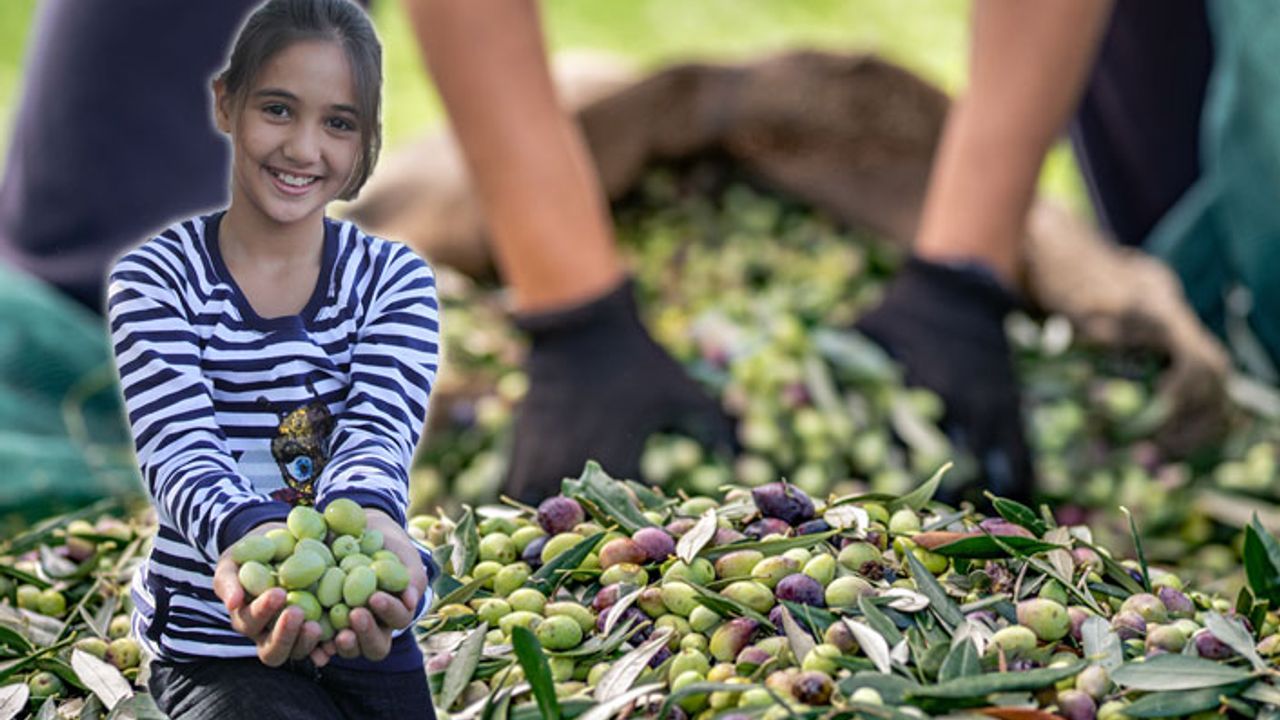 Sofralık zeytin ihracatı 100 bin tonu aştı