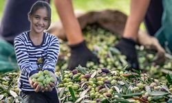 Sofralık zeytin ihracatı 100 bin tonu aştı