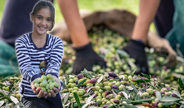 Sofralık zeytin ihracatı 100 bin tonu aştı