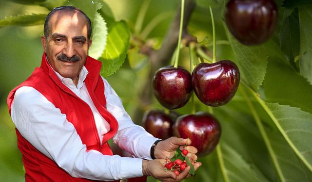 Türkiye'nin kiraz ihracatı 209 milyon dolara ulaştı